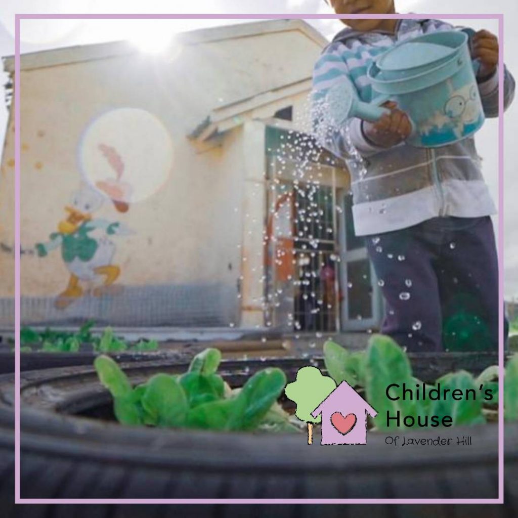 Planting and watering seedlings in our garden.